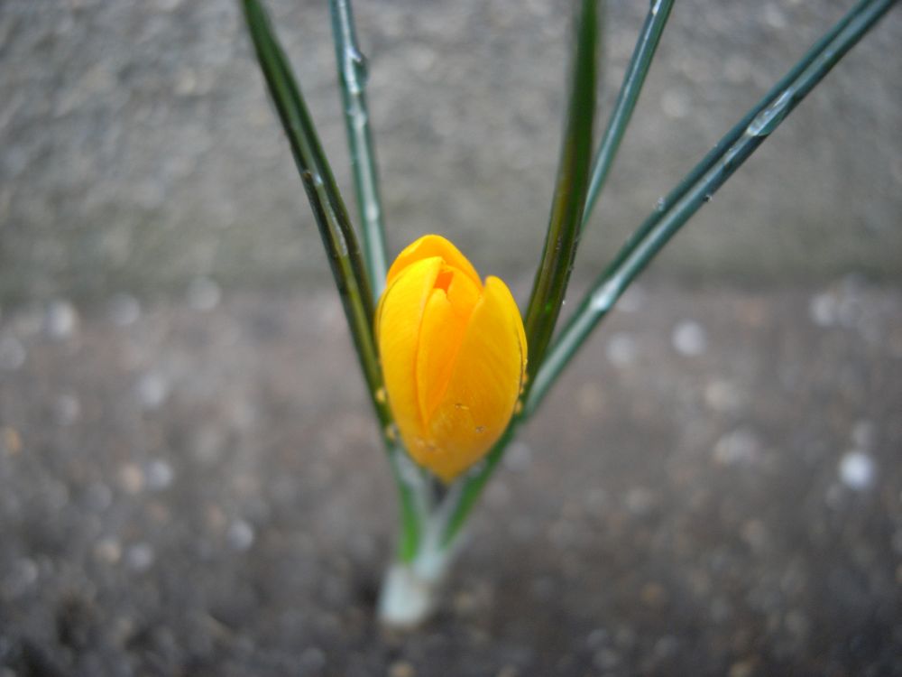 �X�i�b�v�X