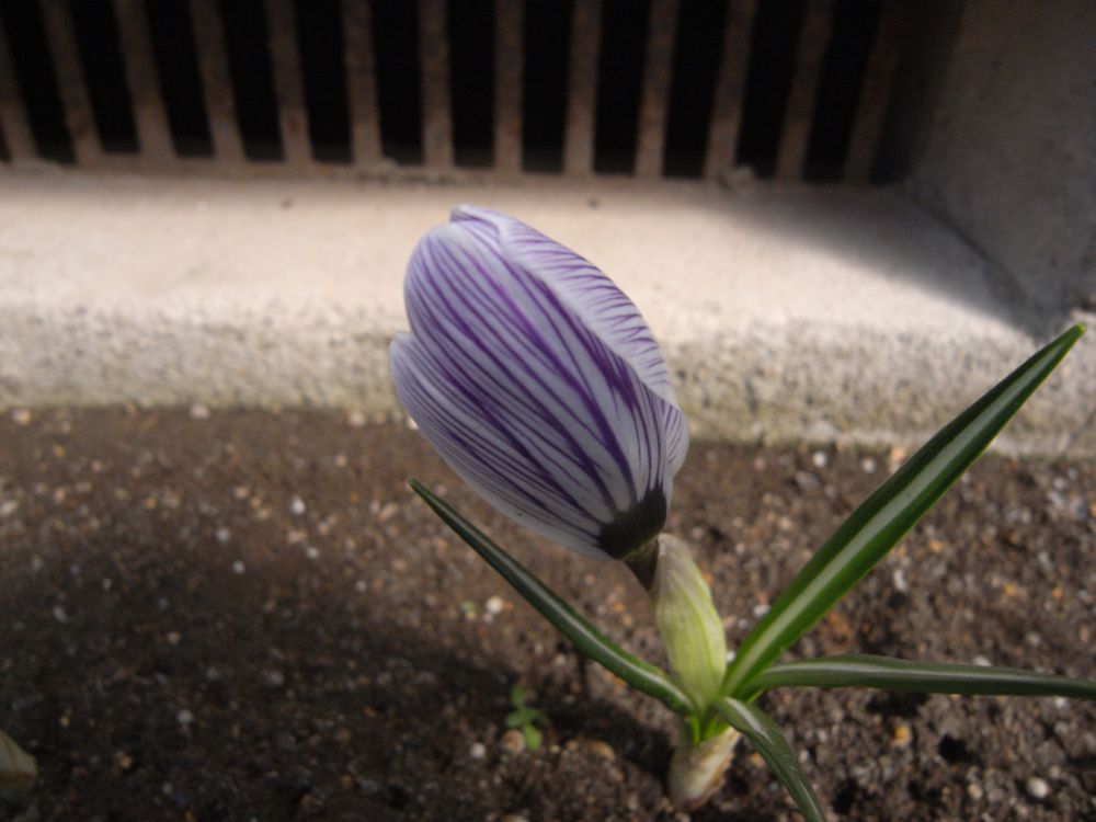 �X�i�b�v�P�R