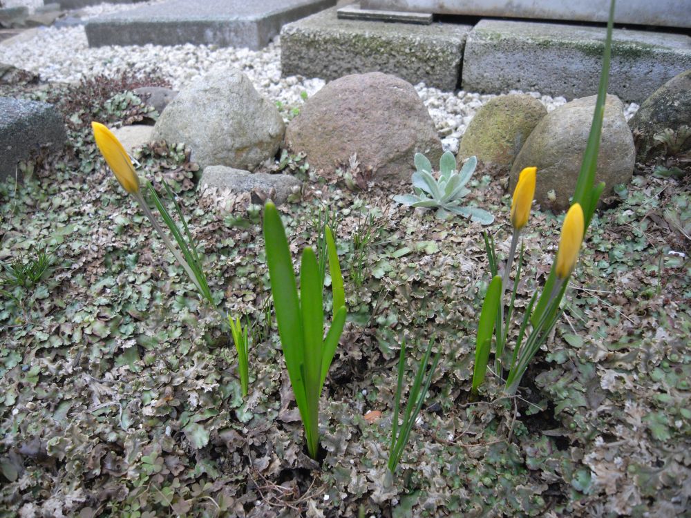 �X�i�b�v�P�S