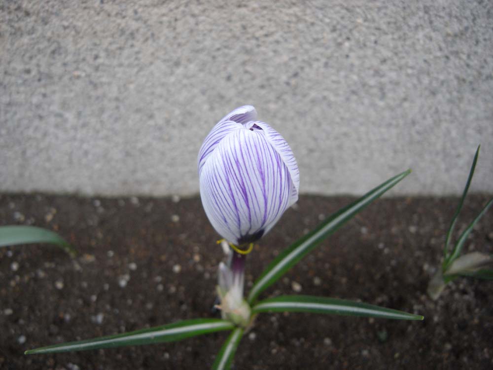 �X�i�b�v�P�V