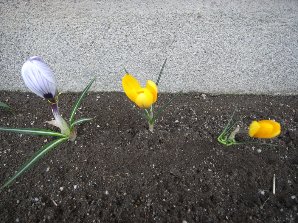 �X�i�b�v�P�W