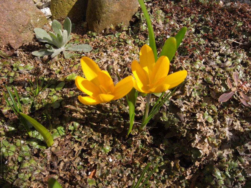 �X�i�b�v�P�X