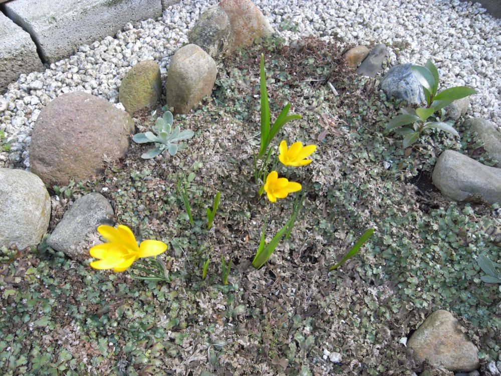 �X�i�b�v�Q�O