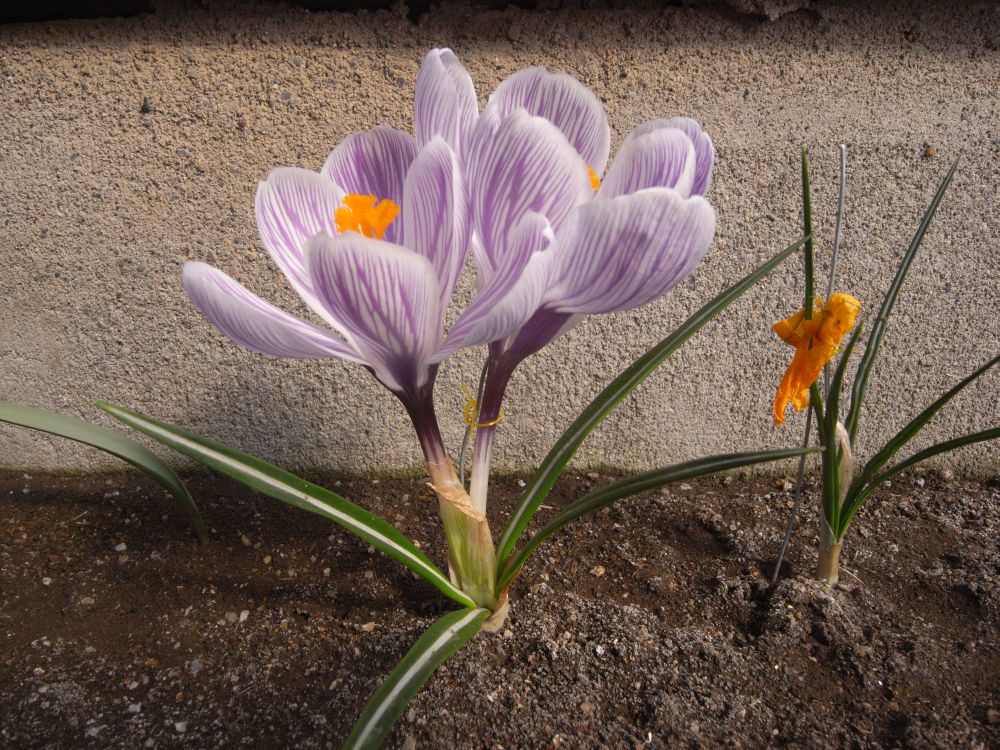 �X�i�b�v�Q�W