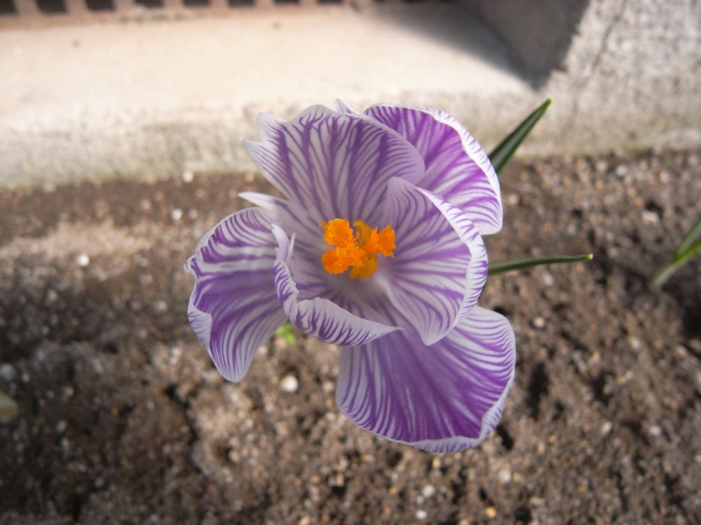 �X�i�b�v�R�O