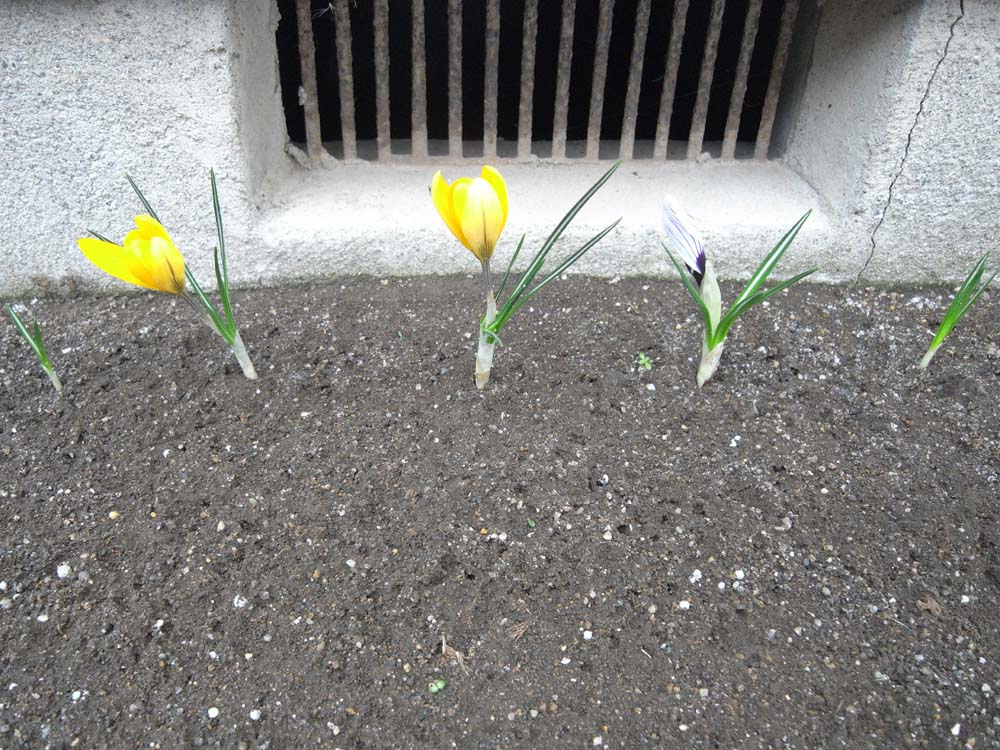 �X�i�b�v�R�R