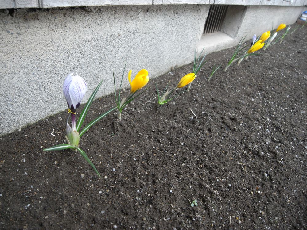 �X�i�b�v�R�S