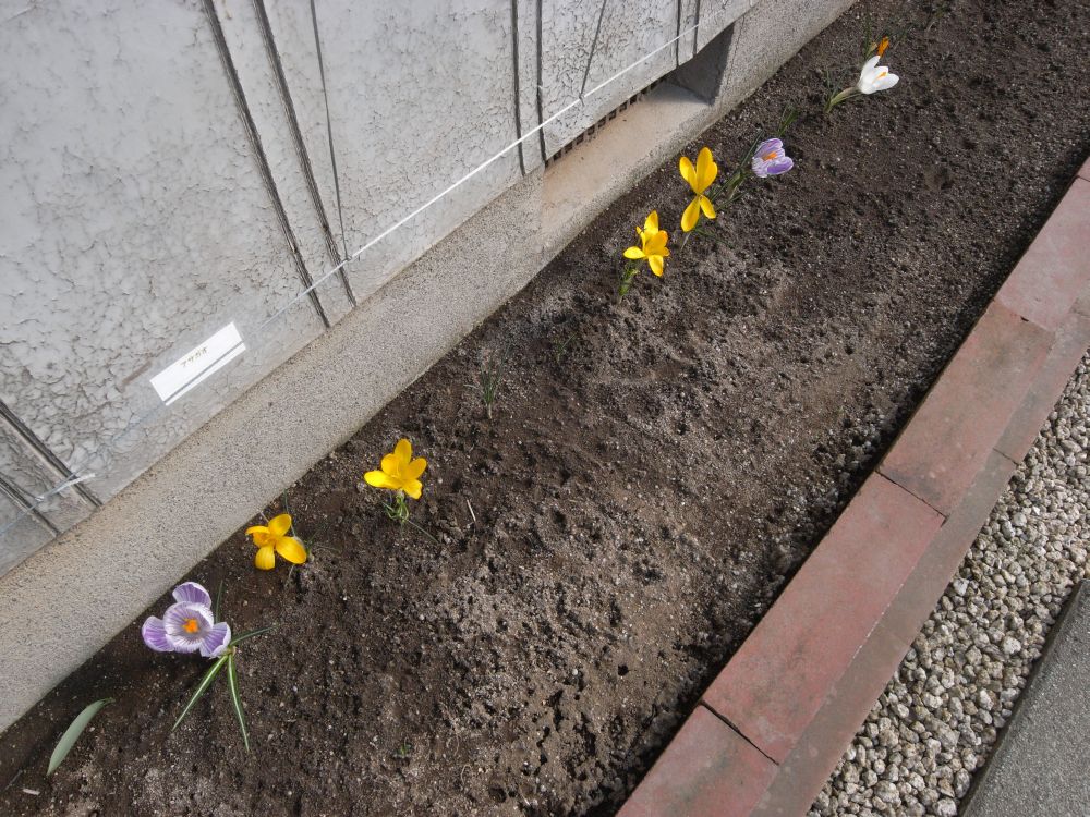 �X�i�b�v�R�T