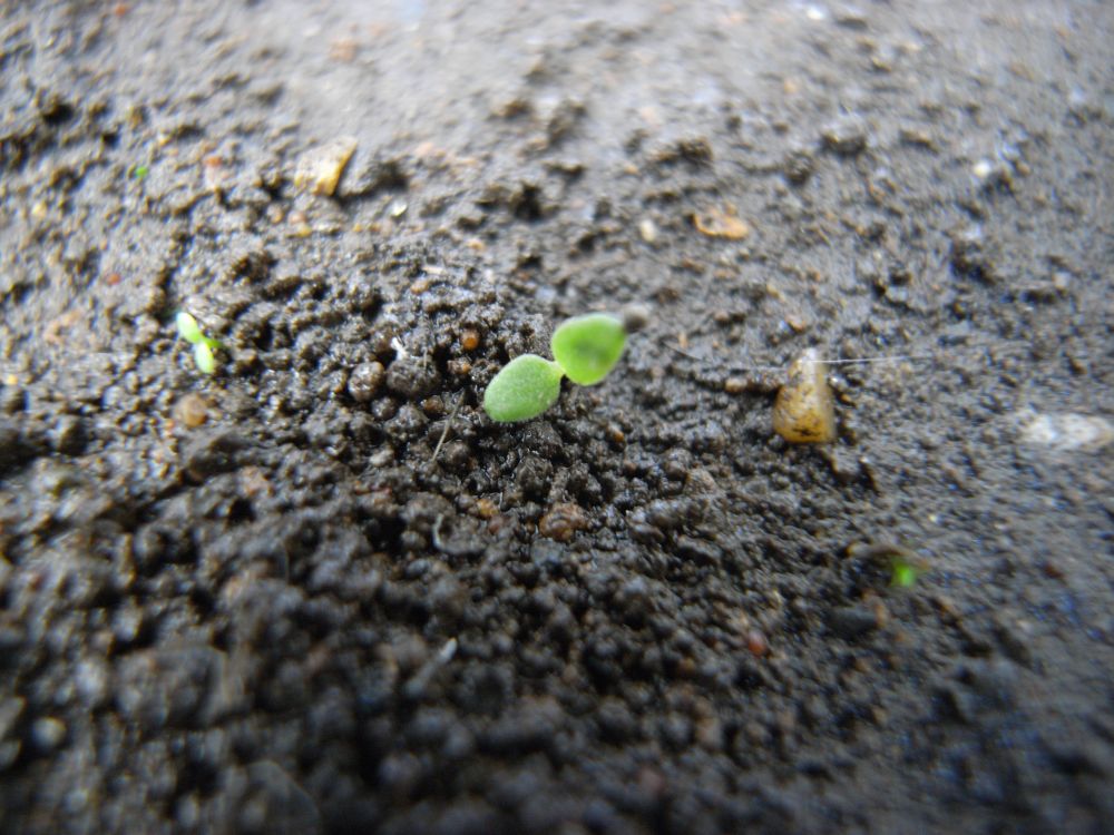 �i�f�V�R�Q