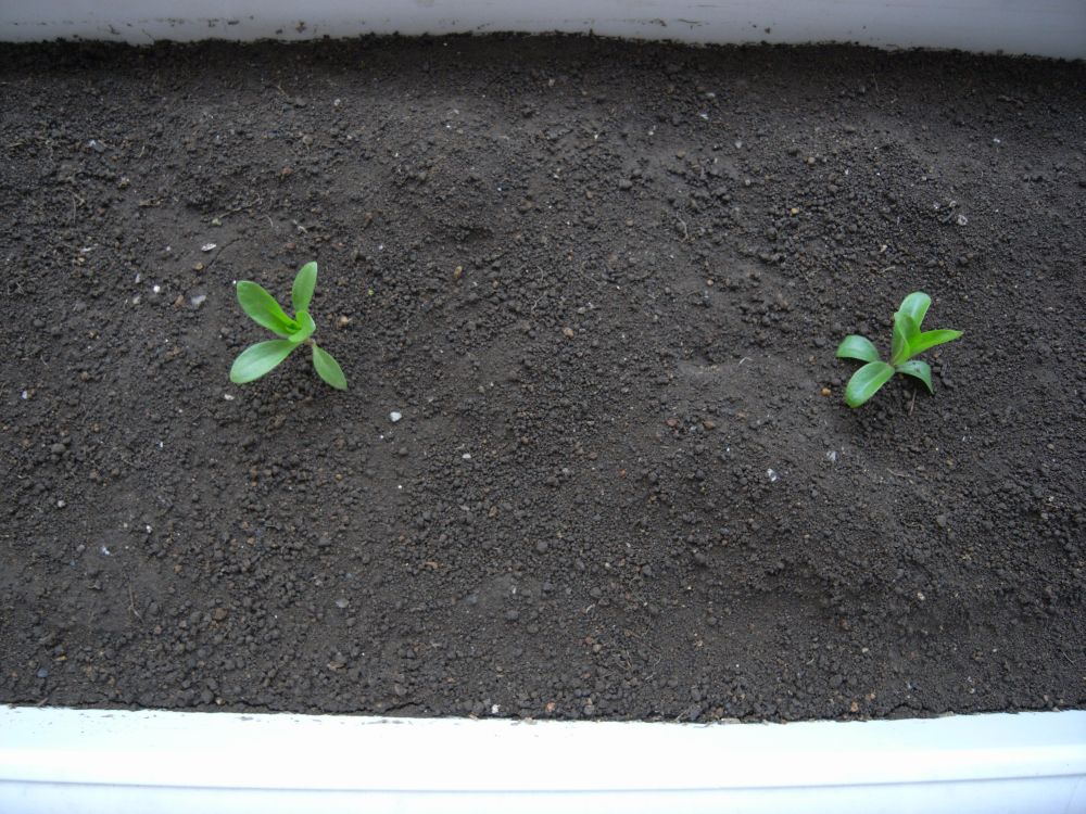 �i�f�V�R�S