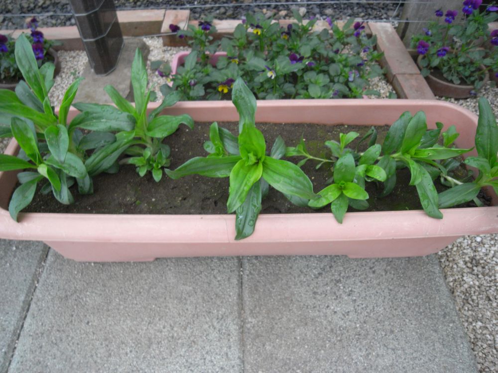 �i�f�V�R�U