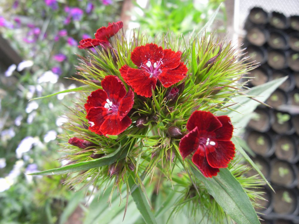 �i�f�V�R�W