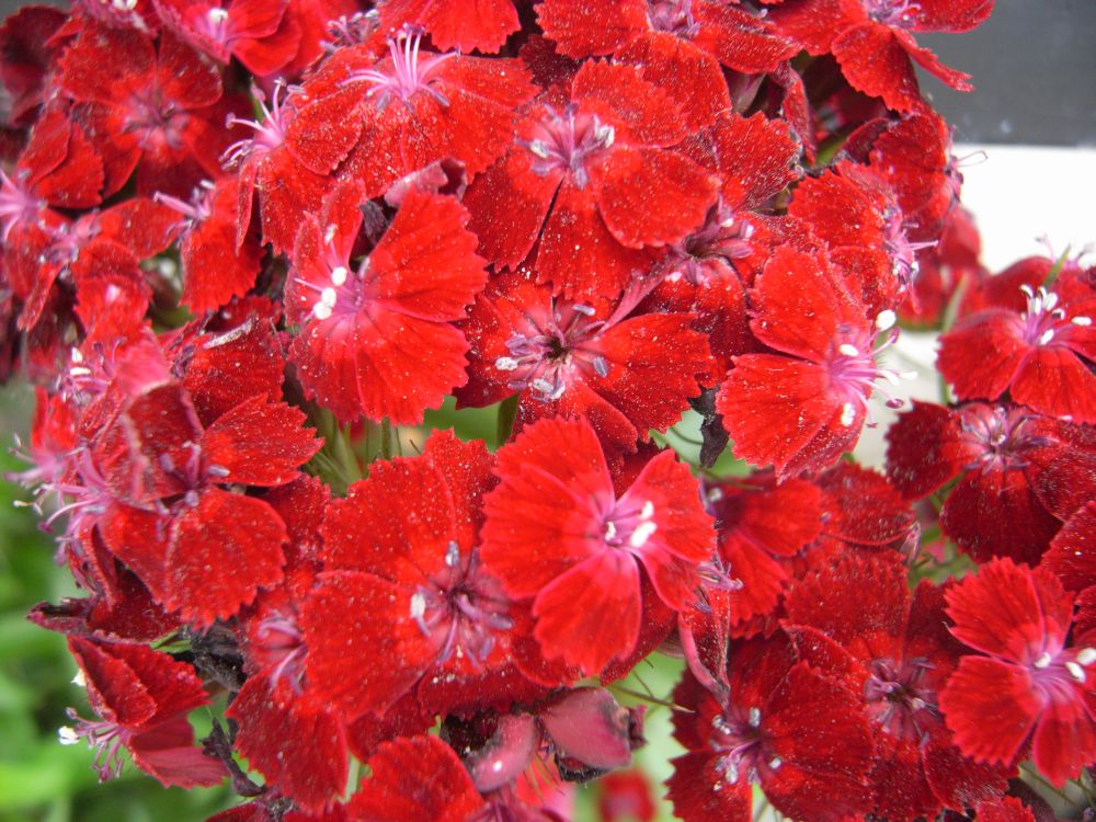 �i�f�V�R�P�Q