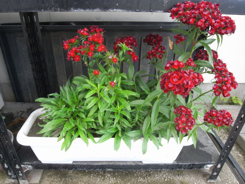 �i�f�V�R�P�S