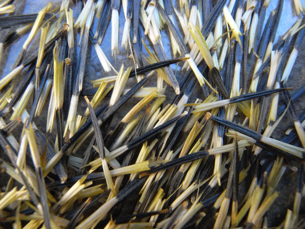 �t�����`�P