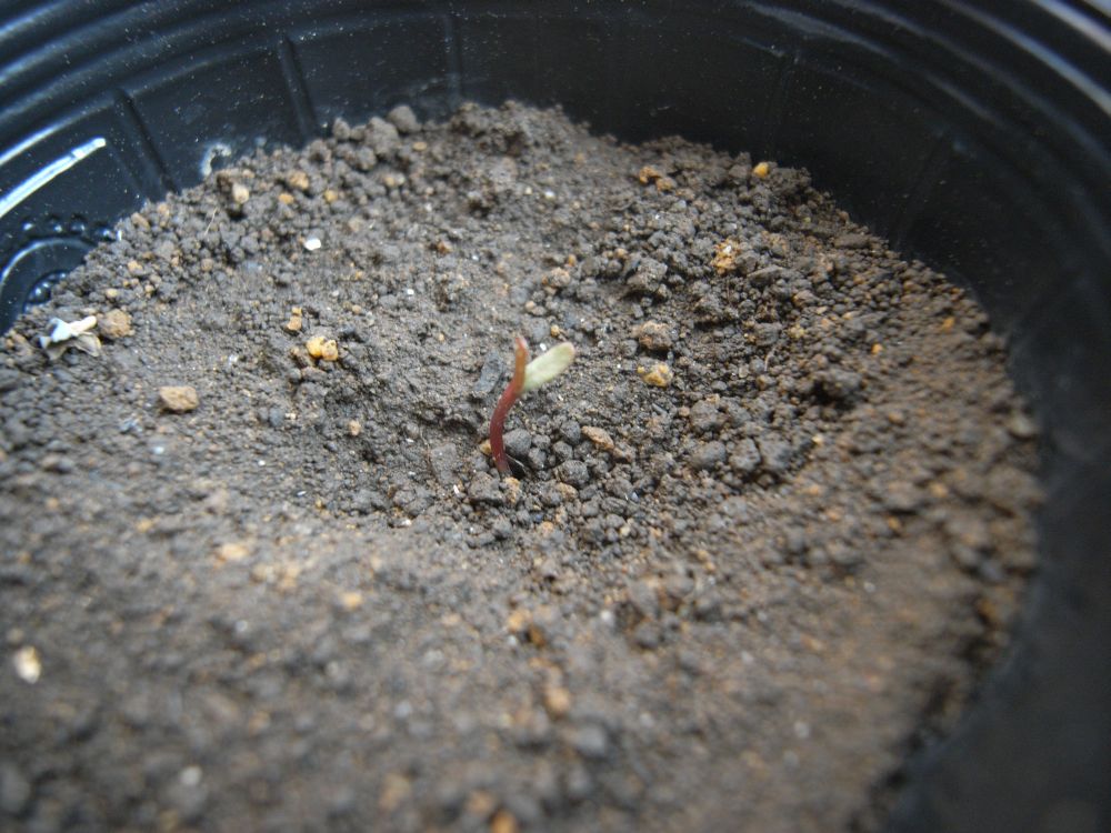 �t�����`�Q