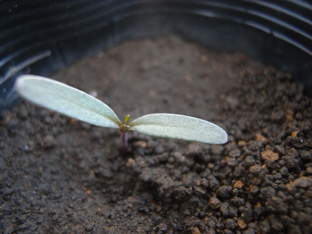 �t�����`�R