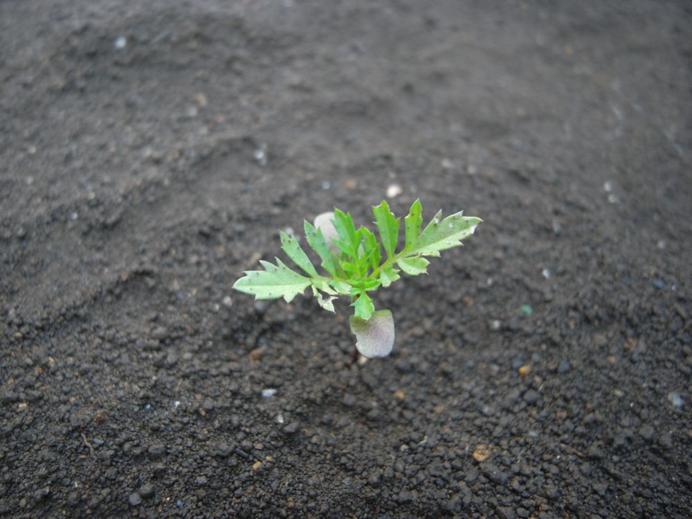 �t�����`�S