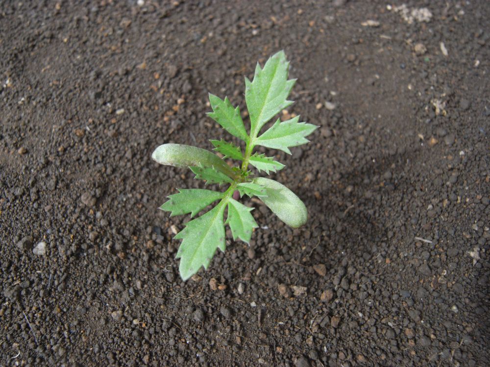 �t�����`�T