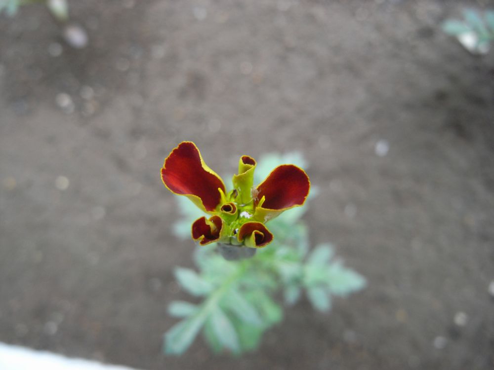 �t�����`�U