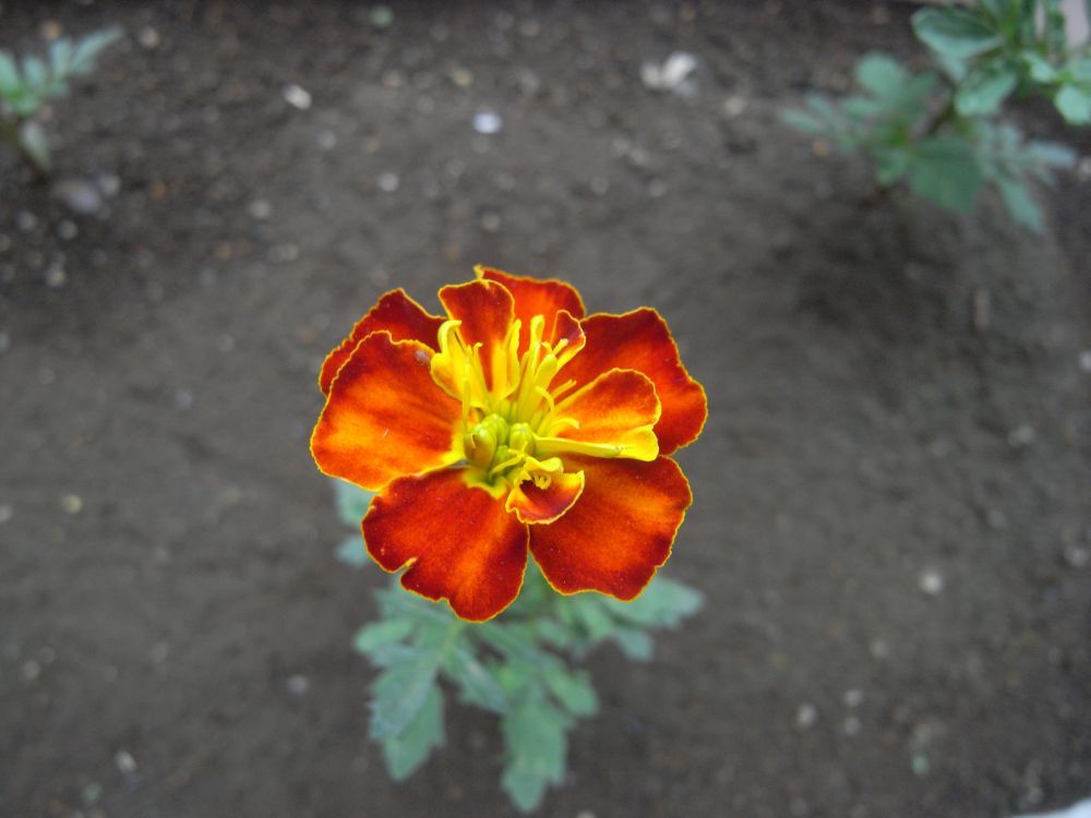 �t�����`�V