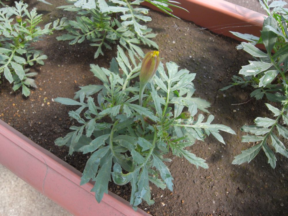 �t�����`�W