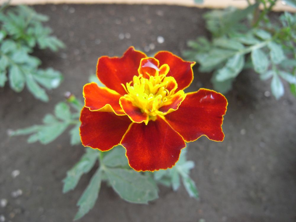 �t�����`�P�Q