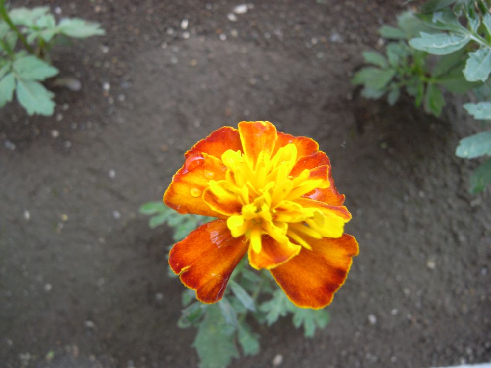 �t�����`�P�R