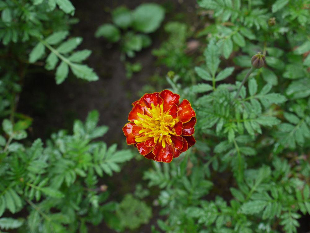 �t�����`�P�S