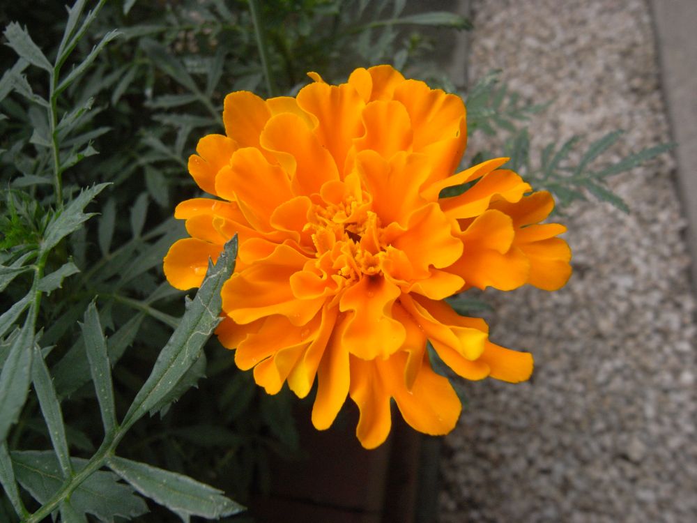 �t�����`�P�T