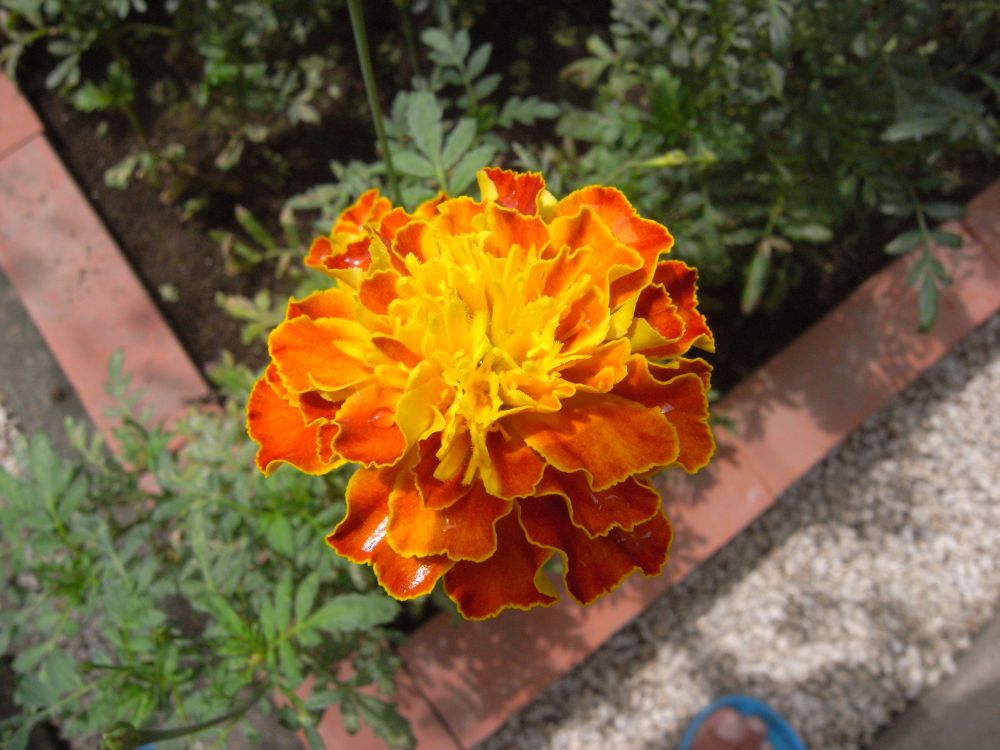 �t�����`�P�U