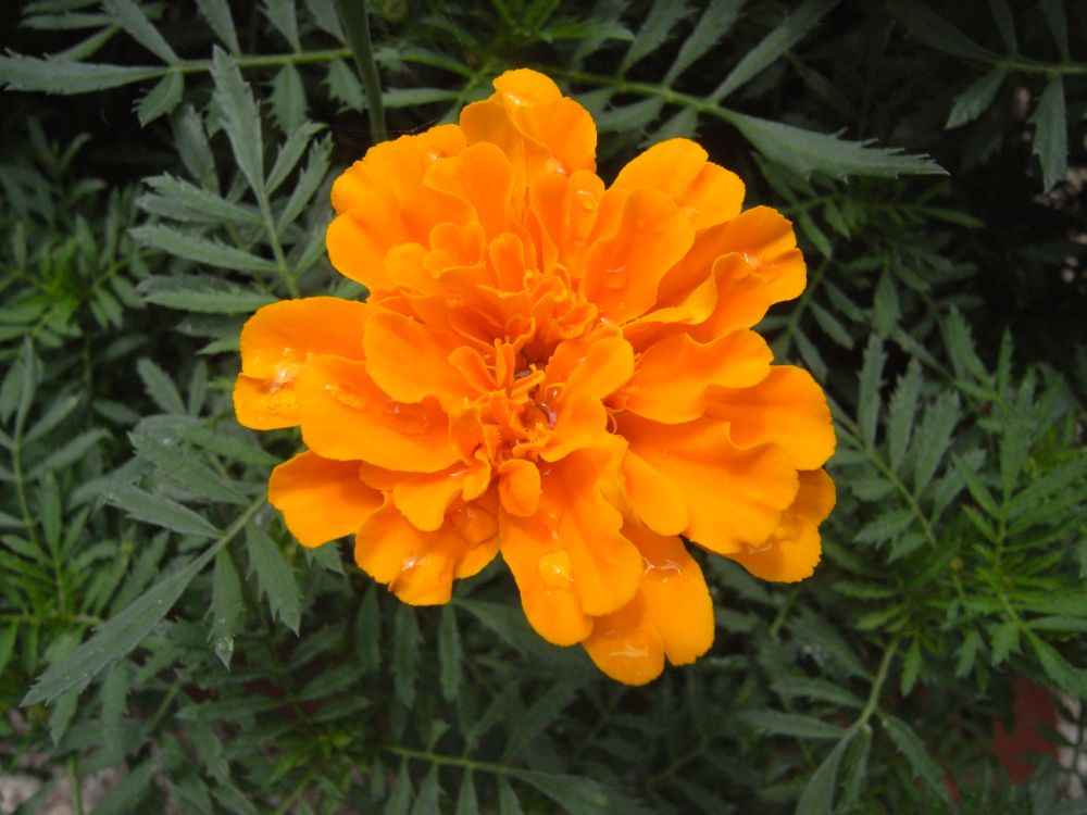 �t�����`�P�V