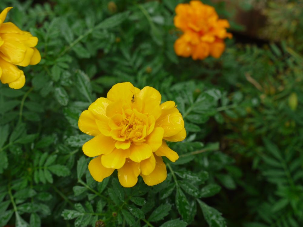 �t�����`�P�W