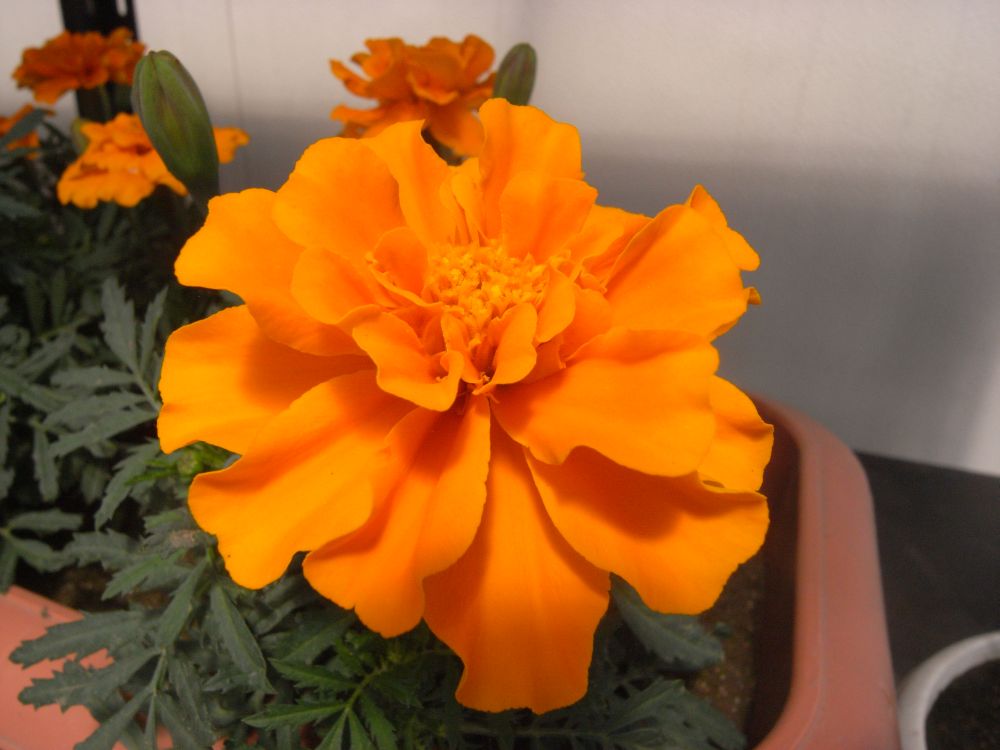 �t�����`�P�X