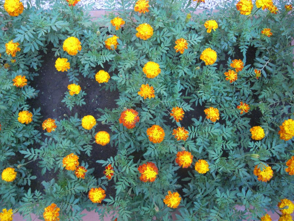 �t�����`�Q�S