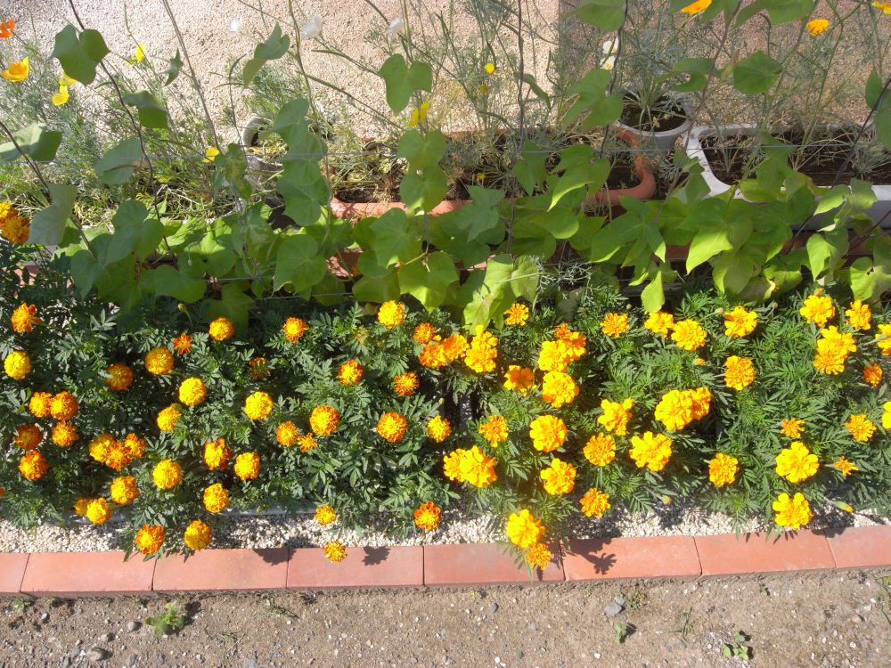 �t�����`�Q�V