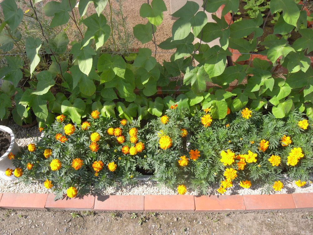 �t�����`�Q�W