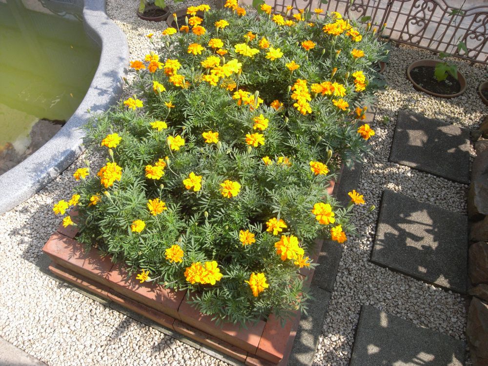 �t�����`�Q�X