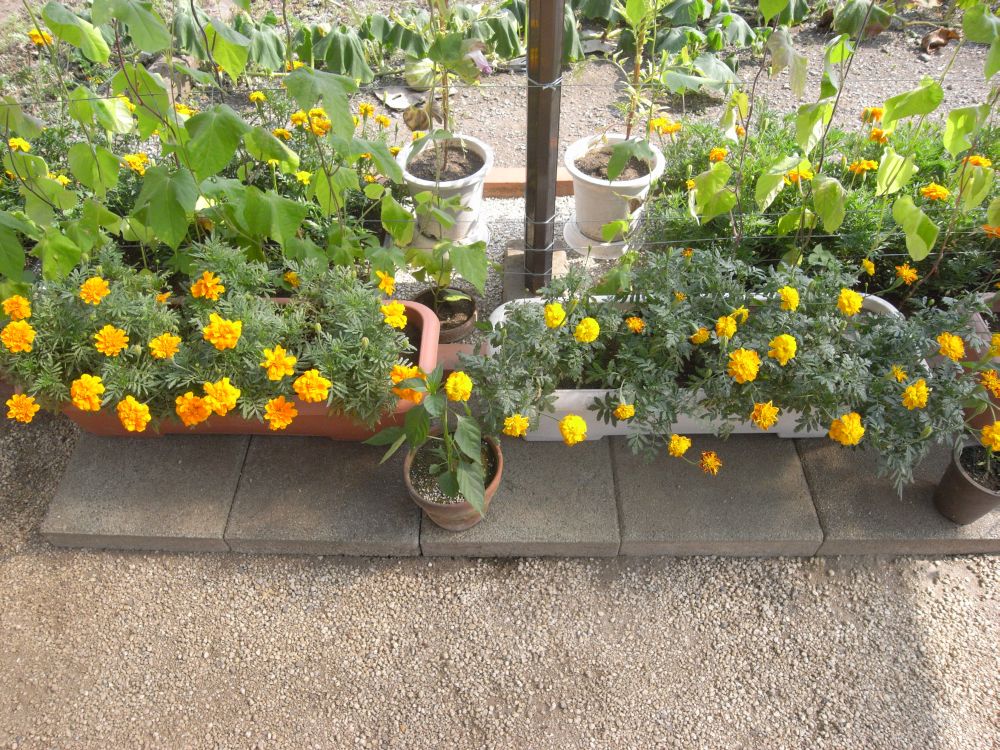 �t�����`�R�R