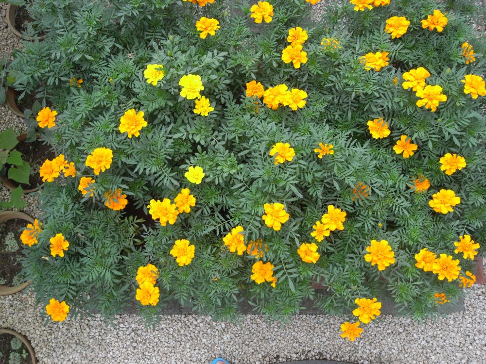 �t�����`�R�T