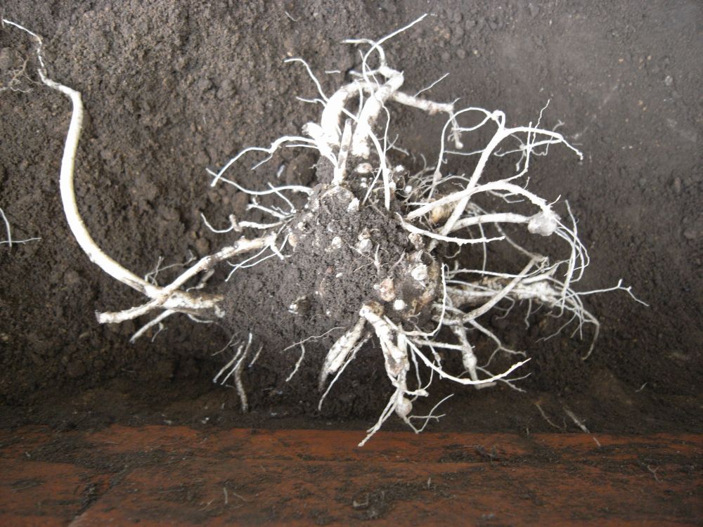 �L�L���E�P