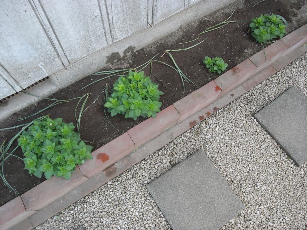 �L�L���E�P�O