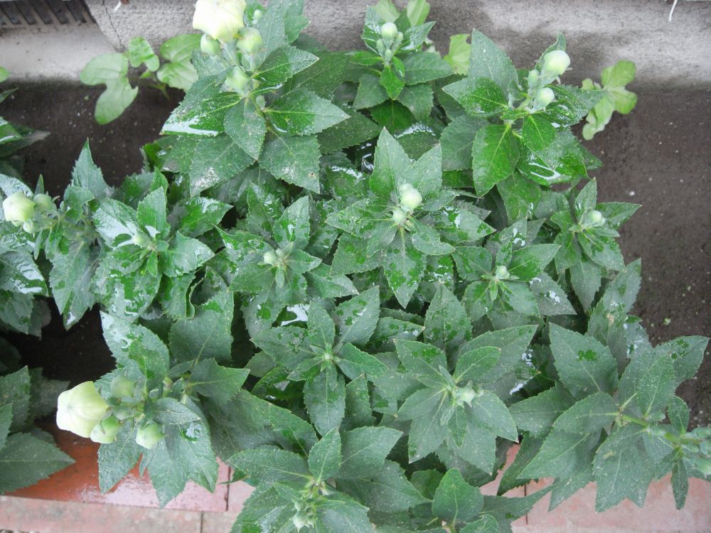 �L�L���E�P�S