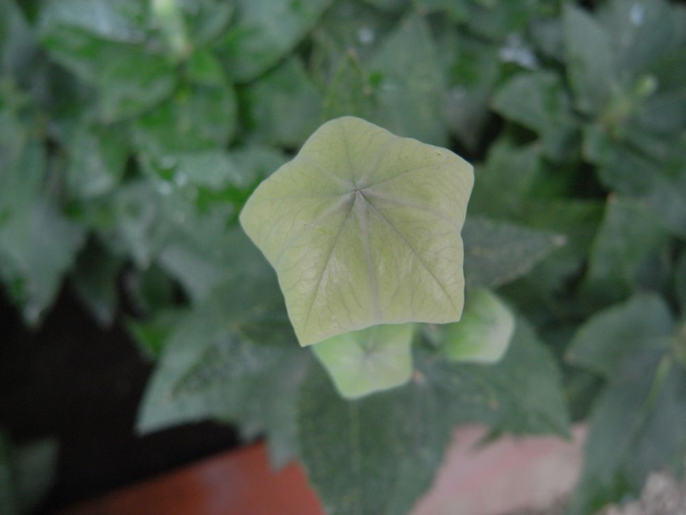 �L�L���E�P�T