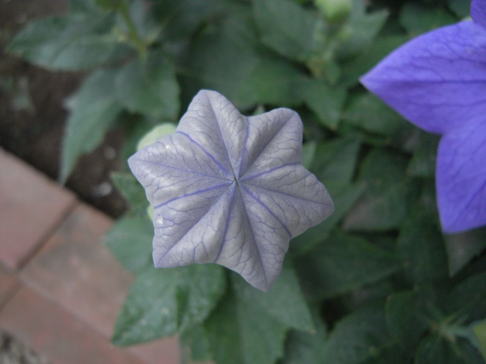 �L�L���E�P�V