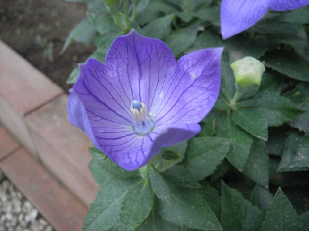 �L�L���E�P�X