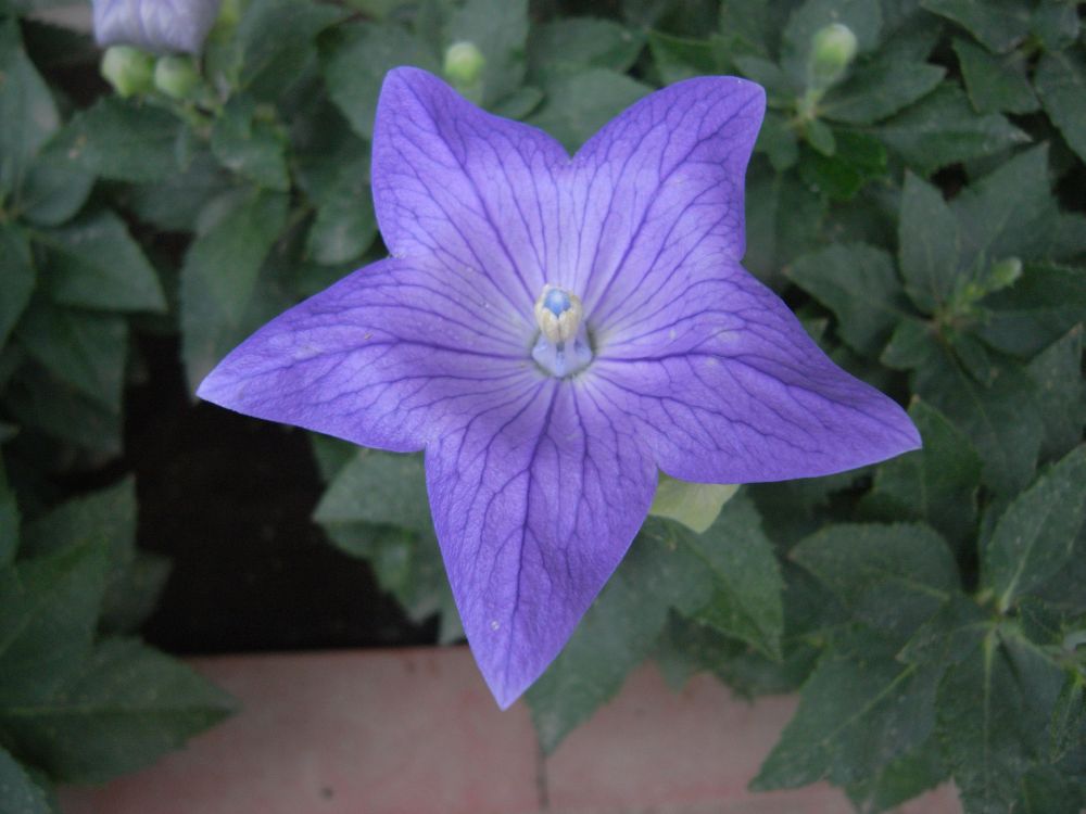 �L�L���E�Q�O