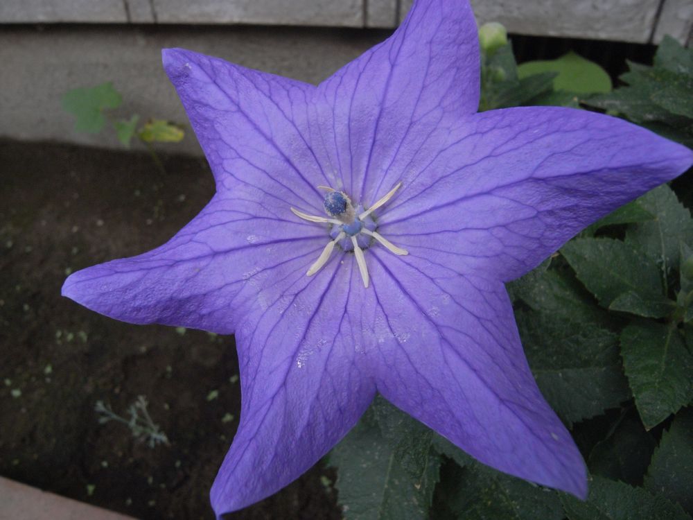 �L�L���E�Q�P