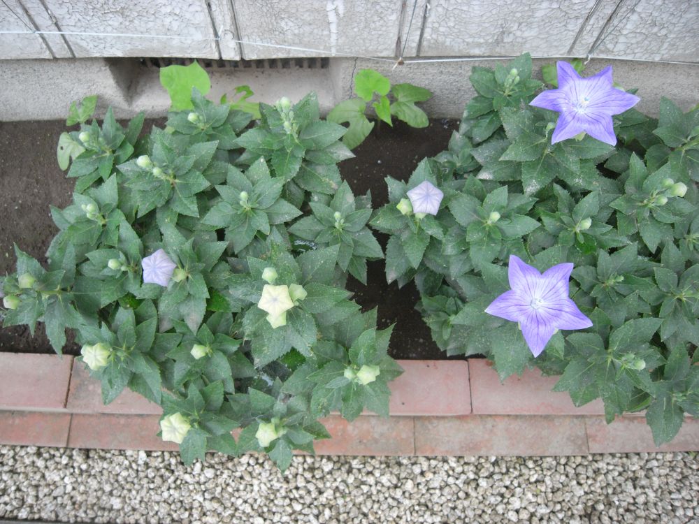 �L�L���E�Q�S