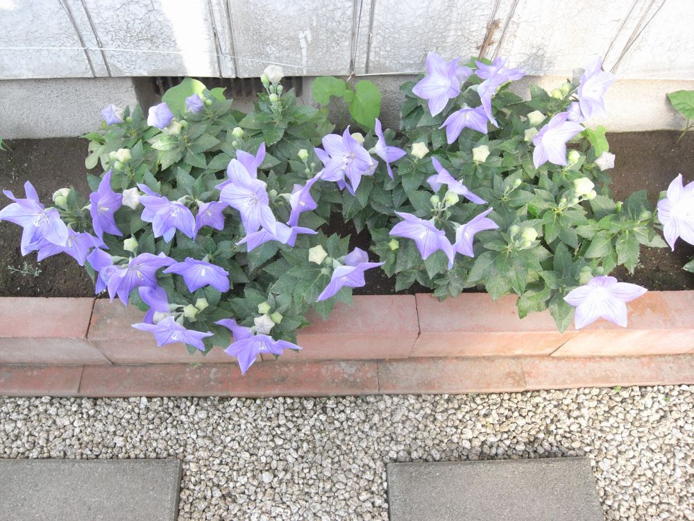 �L�L���E�Q�T